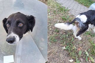 Psa Míšu zřejmě majitel krutě týral. Spolek už podal trestní oznámení - Novinky